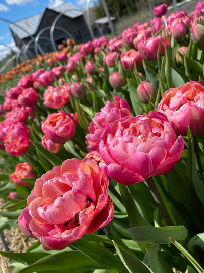 Pick your own: Specialty Tulips