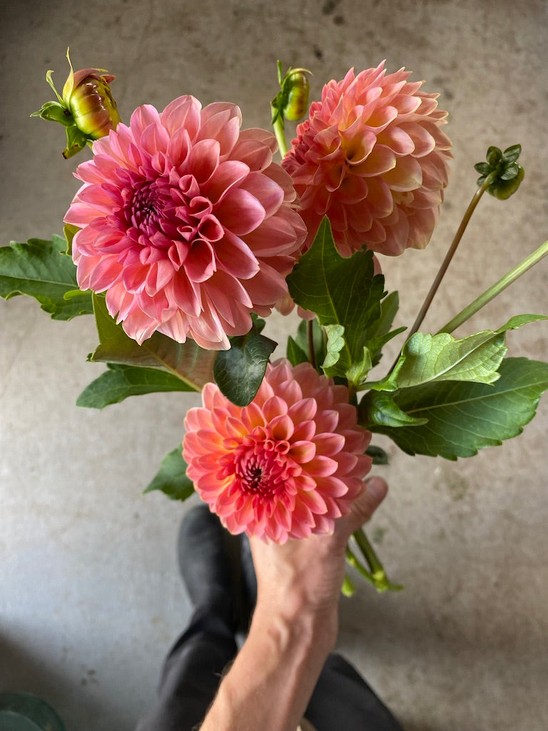 Fresh Cut Flowers — Dahlia