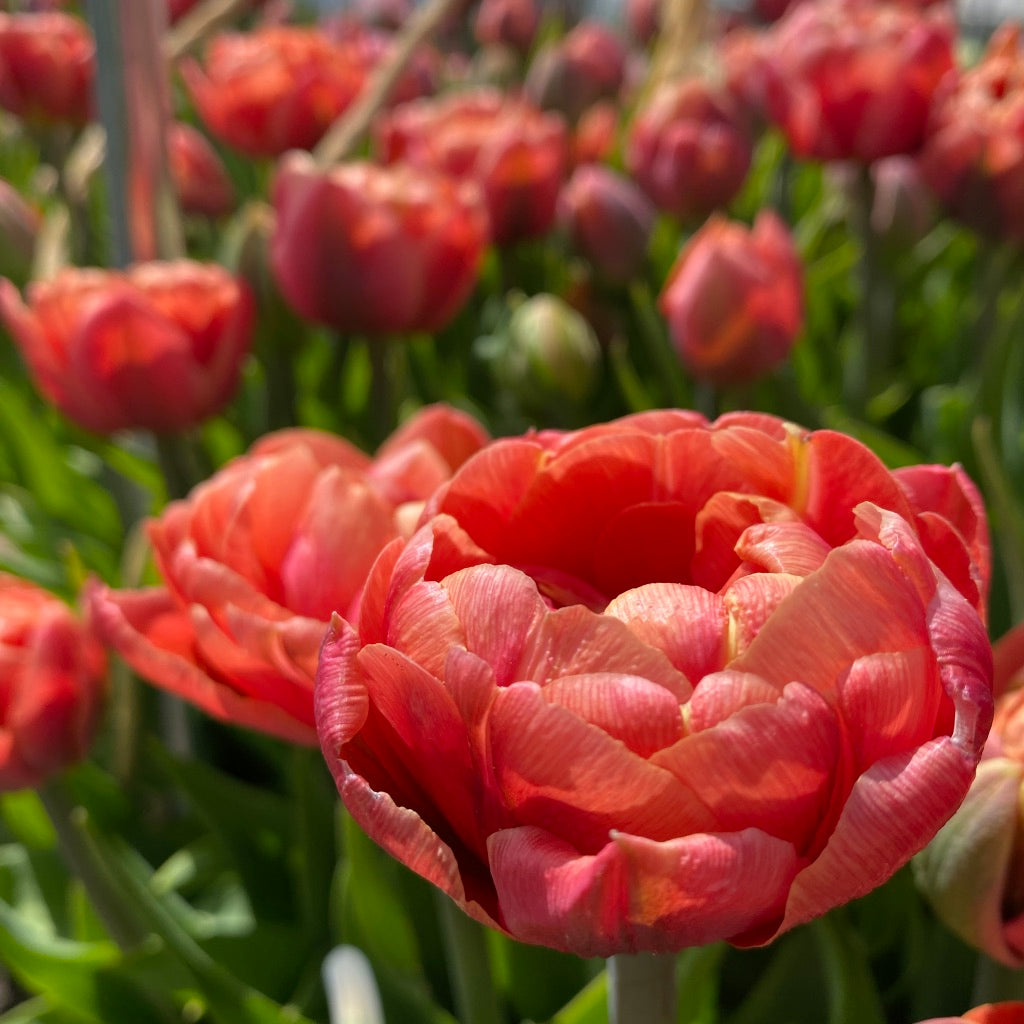 Tulip Copper Image